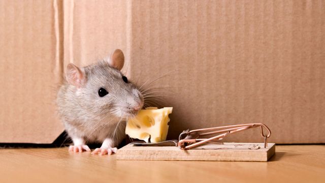 Comment éliminer les souris et les rats de votre maison